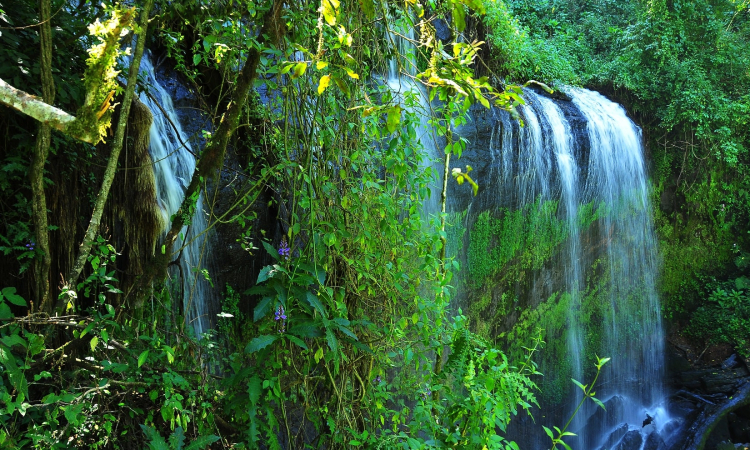 Dirigana Falls & River - Hiking Trails, Wildlife & Culture in Mount Elgon