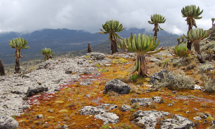 How Big is Mount Elgon National Park