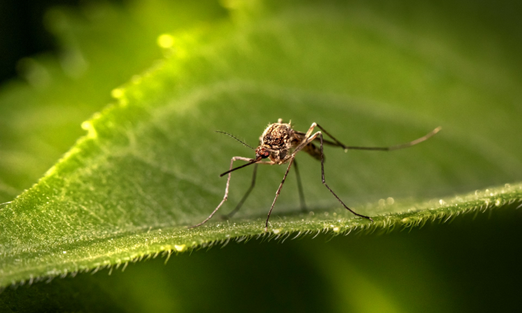 Malaria in Mount Elgon - Risks, Prevention & Travel Health Guide